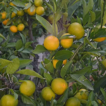 Сasa de vacaciones Prana Trogir