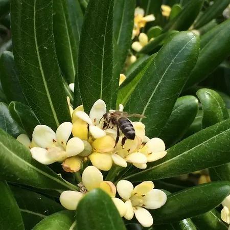 Prana * トロギール